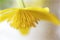 Yellow Marsh Marigold Caltha palustris L.