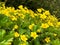 Yellow Marsh Marigold  King Cup Plant Caltha palustris