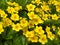 Yellow Marsh Marigold  King Cup Plant Caltha palustris