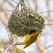 Yellow masked weaver bird building nest