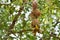 Yellow Masked Weaver bird, Namibia