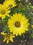 Yellow maximilian sunflower in bloom close-up view of
