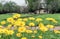 Yellow meadow chamomiles on a green field with a rustic house