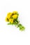 Yellow meadow dandelions flowers posy. Summer floral background