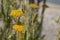 Yellow meadow flowers on blurred background of sky and meadows and lake. The beauty of nature from summer meadow flowers. close-up