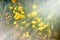 Yellow meadow flowers illuminated by sunrays