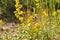 Yellow meadow wild flowers chamomiles and green grass