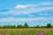 Yellow meadow, wildflowers, yarrow, cypress, grass in a meadow with green trees and white clouds in the blue sky  summer