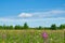 Yellow meadow, wildflowers, yarrow, cypress, grass in a meadow with green trees and white clouds in the blue sky  summer