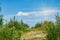 Yellow meadow, wildflowers, yarrow, cypress, grass in a meadow with green trees and white clouds in the blue sky  summer