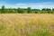 Yellow meadow, wildflowers, yarrow, cypress, grass in a meadow with green trees and white clouds in the blue sky  summer