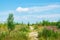 Yellow meadow, wildflowers, yarrow, cypress, grass in a meadow with green trees and white clouds in the blue sky  summer