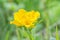Yellow meadows buttercup on a flower meadow, Austria