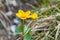 Yellow meadows buttercup on a flower meadow, Austria