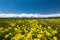Yellow meadows at grand teton national park