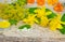 Yellow medicinal herbs and globules