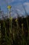 Yellow Mediterranean flowers on the background of the sea with a shallow depth of field. Helichrysum italicum