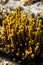 Yellow mediterranean sponge Aplysina aerophoba, underwater, portrait orientation