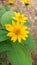 Yellow melampodium flower