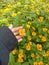 Yellow Melampodium flower