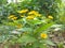 The yellow melampodium flower is blooming like a small sunflower