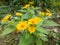 The yellow melampodium flower is blooming like a small sunflower