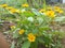 The yellow melampodium flower is blooming like a small sunflower