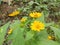 The yellow melampodium flower is blooming like a small sunflower