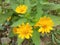 The yellow melampodium flower is blooming like a small sunflower