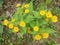 The yellow melampodium flower is blooming like a small sunflower