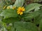 Yellow melampodium flower blooming in the yard