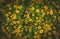 Yellow melampodium flower bushes