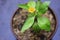 Yellow melampodium flower with fresh green leaves