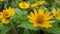 Yellow Melampodium Flower Ornamental Plants