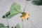 Yellow melon flower on a stem with green leaves