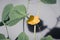 yellow melon flower on a stem with green leaves