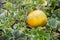 Yellow melon and green tops on the field