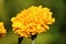 Yellow merigold flower plant,marigold