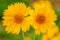 Yellow Mexican Sunflowers with Bokeh Meadow Backgound Closeup