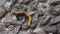 The yellow milipede. It was walking for food in a small pile of rock