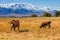 yellow milk cow with bull calf are grazing in front of of mountains sunny autumn afternoon