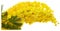 Yellow mimosa branch flowers bouquet spring holiday