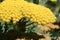 Yellow Mimosa flower in bloom