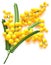 Yellow mimosa flower branch on white background. Flowering acacia symbol of spring