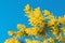 Yellow mimosa flower with leaf on tree on blue sky, symbol women day