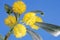 Yellow mimosa flowers on blue