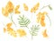 Yellow mimosa flowers. Watercolor acacia branches and twigs with leaves. Spring painted flowers for 8 march isolated on