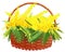 Yellow mimosa full basket of flowers. Yellow acacia bouquet gift for womens day
