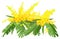 Yellow mimosa lush bouquet. Acacia flower symbol womens day