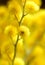 Yellow mimosa, macro image